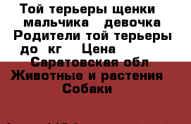 Той терьеры щенки,2 мальчика 1 девочка.Родители-той терьеры до 3кг. › Цена ­ 4 000 - Саратовская обл. Животные и растения » Собаки   